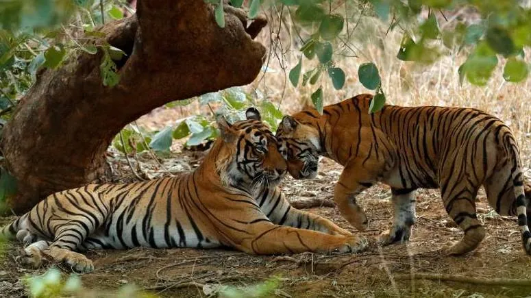 Tigers fight