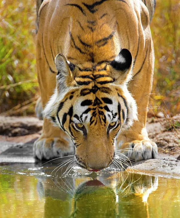 Corbett Tiger