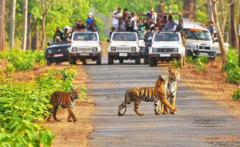 Tiger with safari 