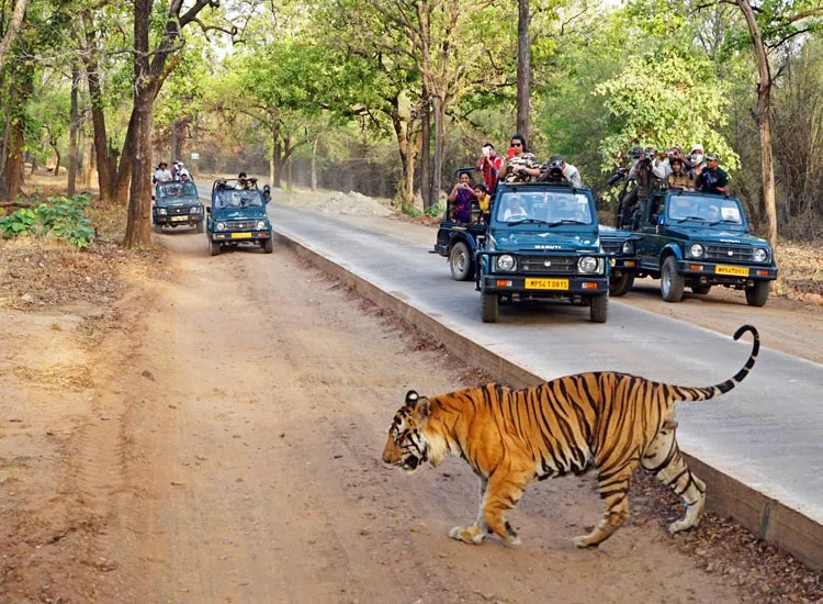 Tiger on the road