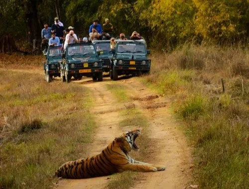 Tiger on the jungle