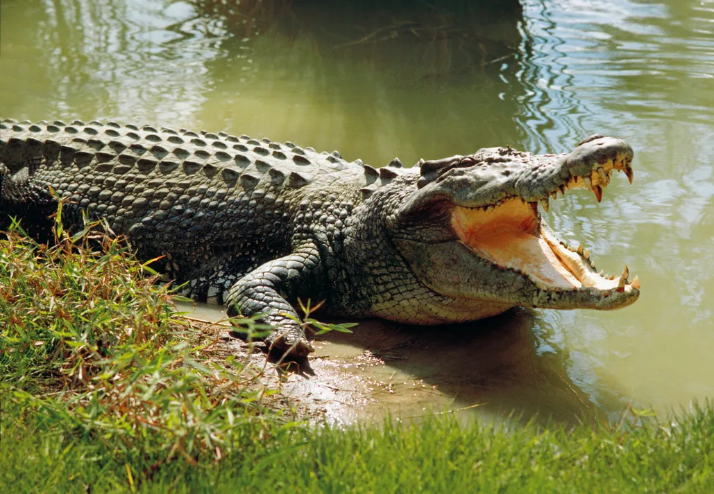 crocodile