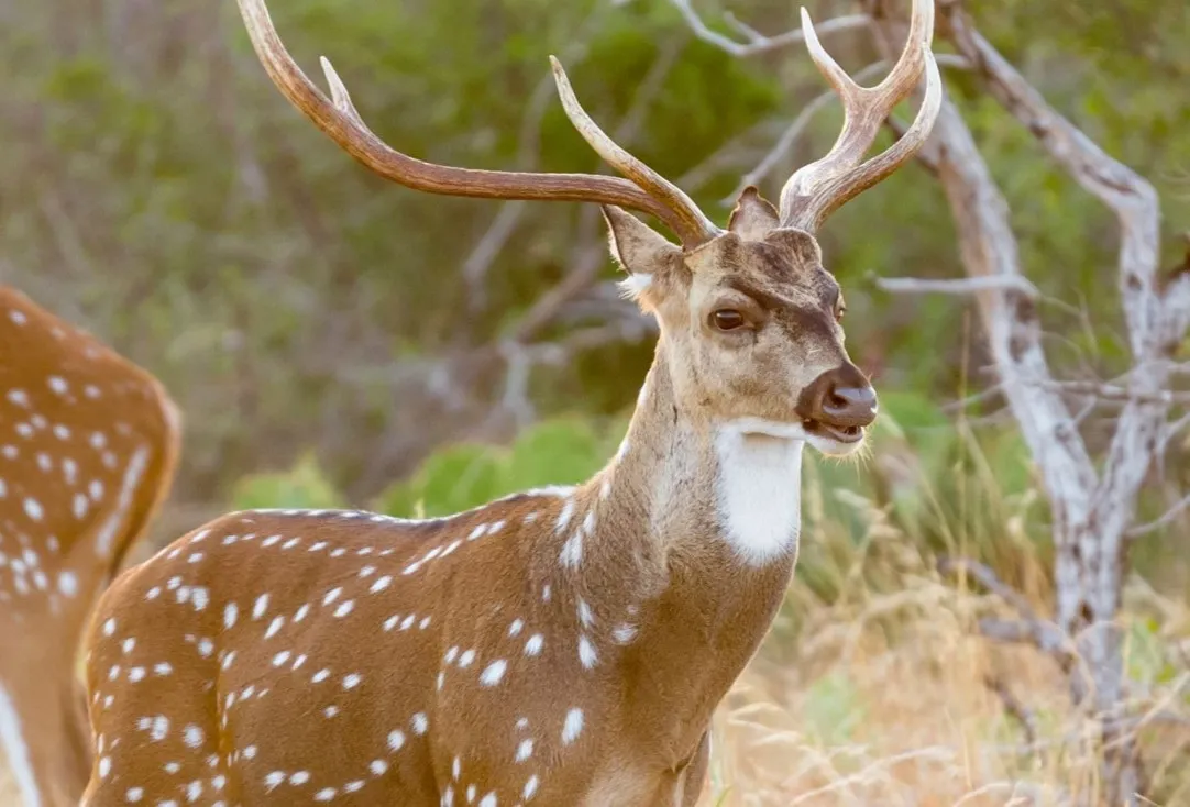 spotted deer