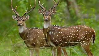 spotted deer